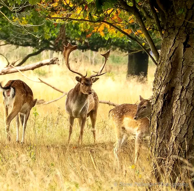 Fallow deer buck with does beneath an autumn tree